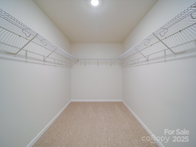 spacious closet with carpet floors