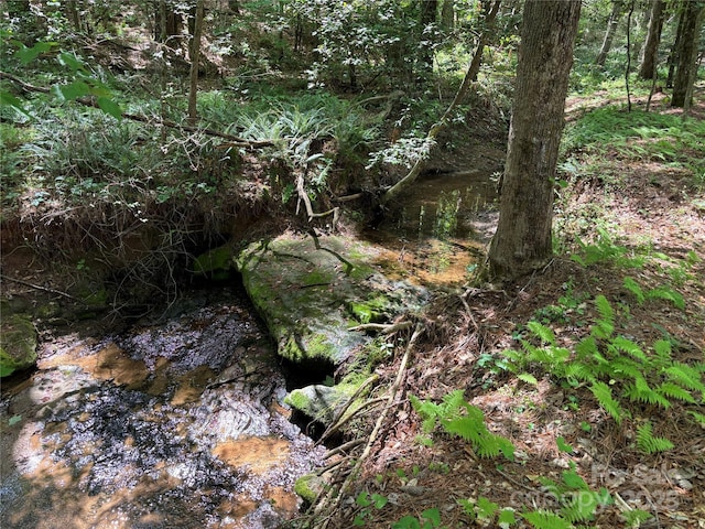 view of local wilderness