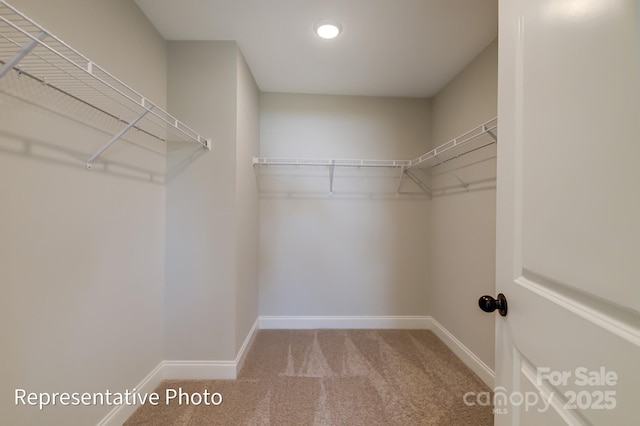 walk in closet with carpet floors