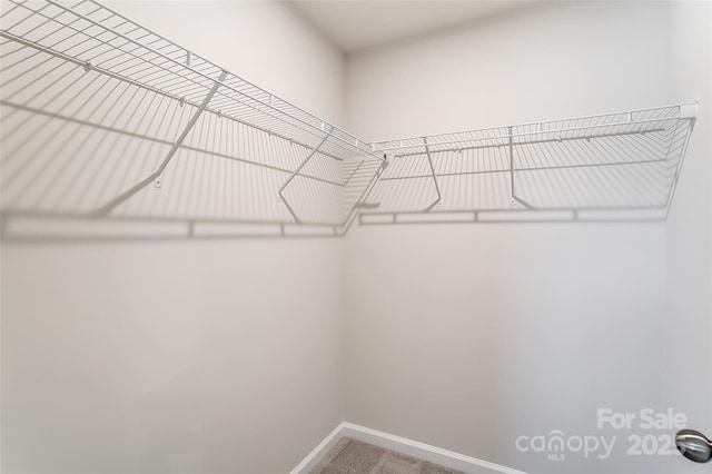 spacious closet featuring carpet floors