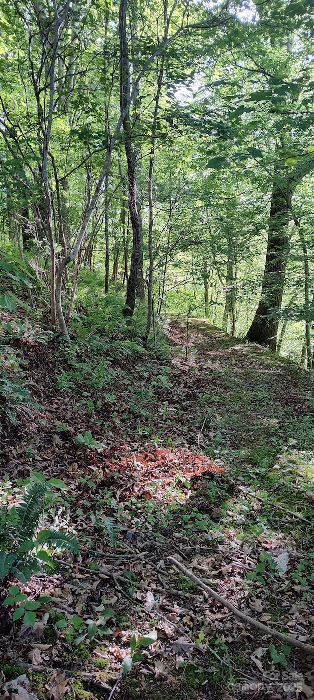 7881 Us-25/70 Hwy, Marshall, NC 28753 - view of wooded area
