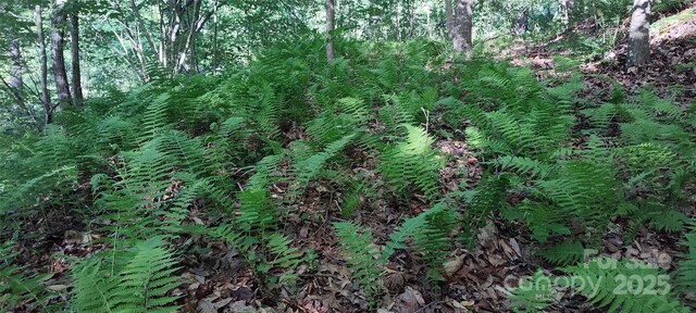 7881 Us-25/70 Hwy, Marshall, NC 28753 - view of local wilderness