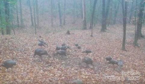 000 Pearson Rd, Moravian Falls, NC 28654