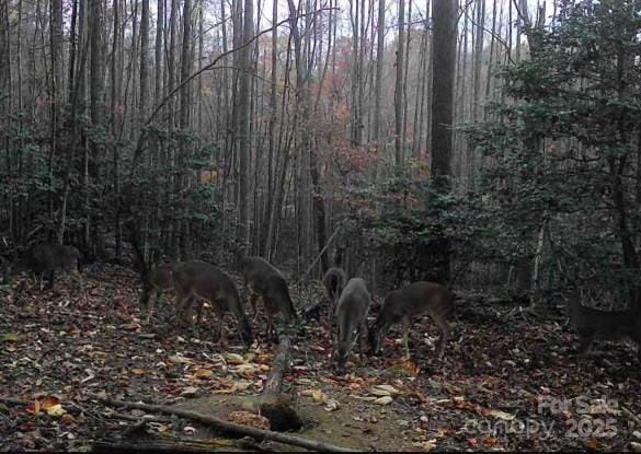 000 Pearson Rd, Moravian Falls, NC 28654