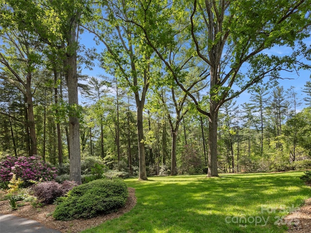 316 Vanderbilt Rd, Asheville, NC 28803 - view of grassy yard