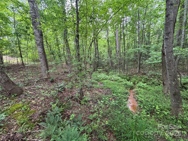 1896 Green Creek Dr E, Tryon, NC 28782 - view of woods