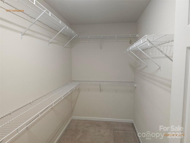 spacious closet featuring carpet floors