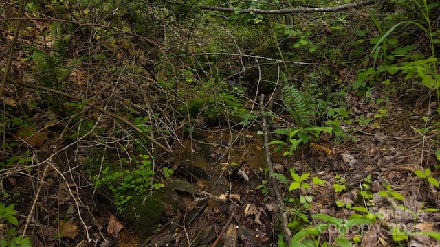 TBD Cove Gap Rd Multiple Lots, Multiple Lots, Moravian Falls, NC 28654 - photo 5
