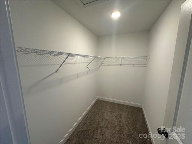 spacious closet featuring carpet floors