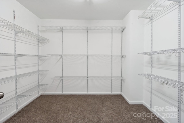 walk in closet featuring carpet flooring