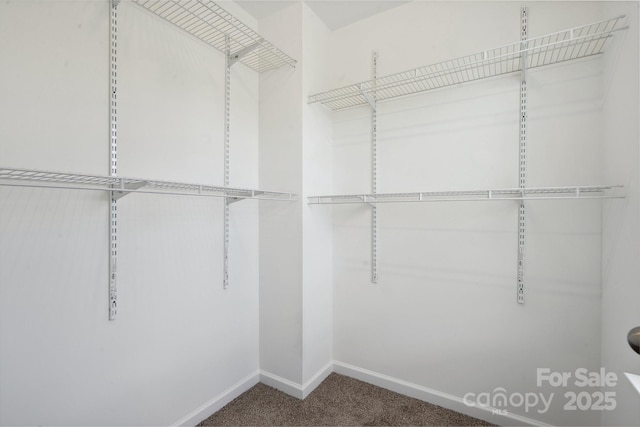 spacious closet with carpet floors