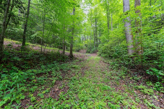 225 Opal Dr, Whittier, NC 28789 - view of tree filled area