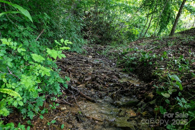 903 Middlefork Rd, Brevard, NC 28712 - view of local wilderness