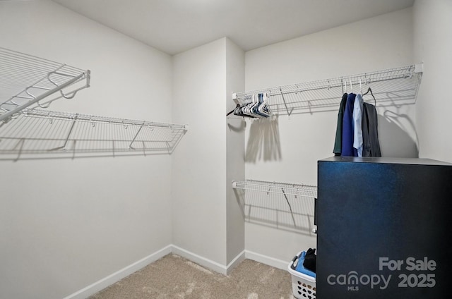 spacious closet featuring carpet flooring