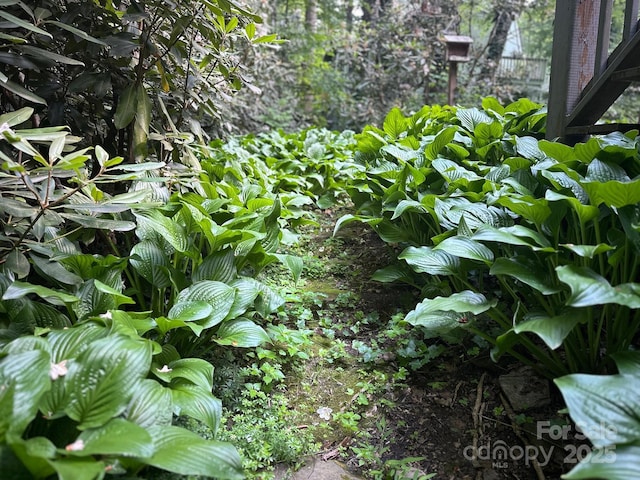 19 Reuben Branch Rd, Maggie Valley, NC 28751 - view of undeveloped land