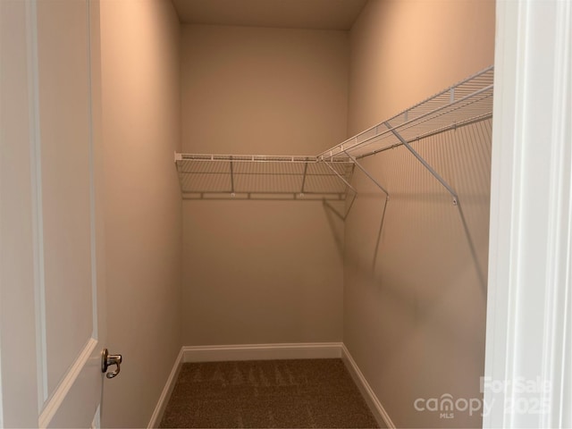 walk in closet featuring carpet