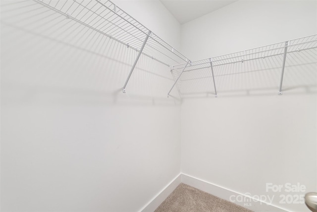 spacious closet featuring carpet flooring