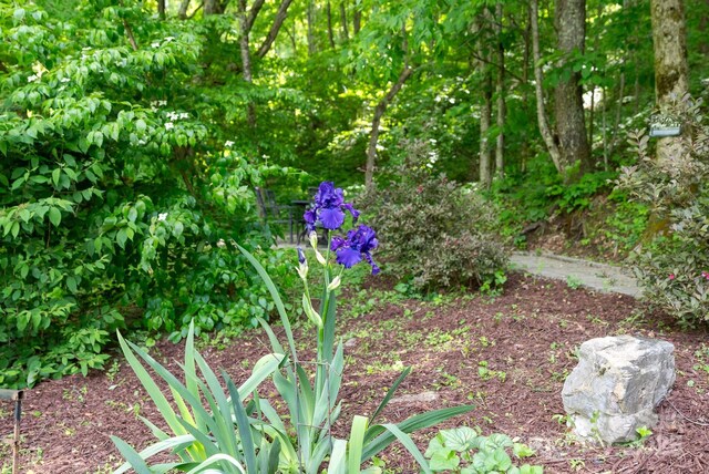 370 Fox Cove Rd, Mars Hill, NC 28754 - view of nature