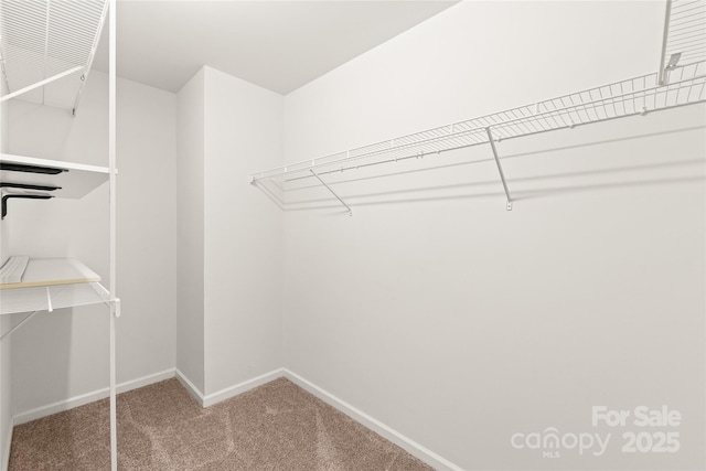 4352 Haddington Dr, Fort Mill, SC 29707 - walk in closet featuring carpet floors