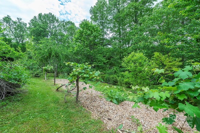 528 Padgettown Rd, Black Mountain, NC 28711 - view of undeveloped land