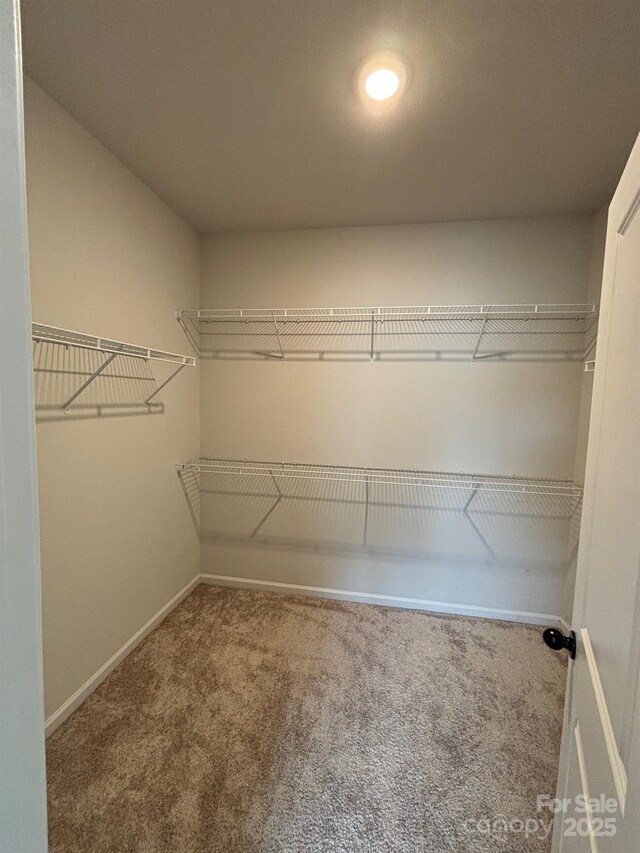 9236 Ainslie Downs St, Charlotte, NC 28273 - walk in closet with carpet flooring