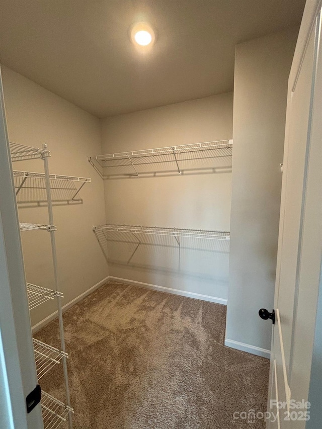 9236 Ainslie Downs St, Charlotte, NC 28273 - walk in closet featuring carpet flooring