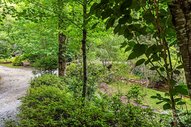 3739 Pickens Hwy, Rosman, NC 28772 - view of wooded area