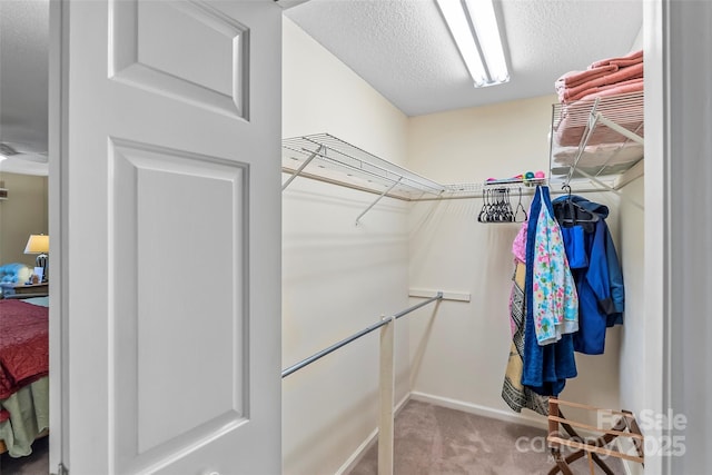 903 Independence Trl, Morganton, NC 28655 - walk in closet with carpet floors