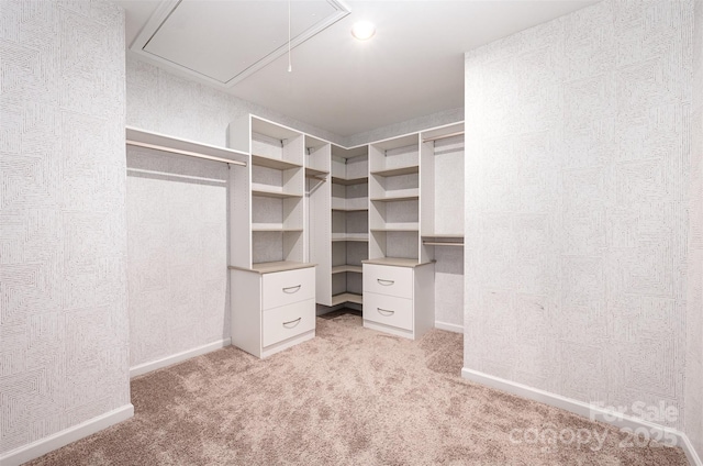 9009 Odell Corners Blvd NW, Concord, NC 28027 - walk in closet featuring attic access and light colored carpet
