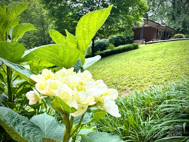 3503 Wyndham Ln, Lenoir, NC 28645 - view of yard