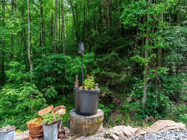 125 Cypress Ln, Saluda, NC 28773 - exterior view of a heavily wooded area