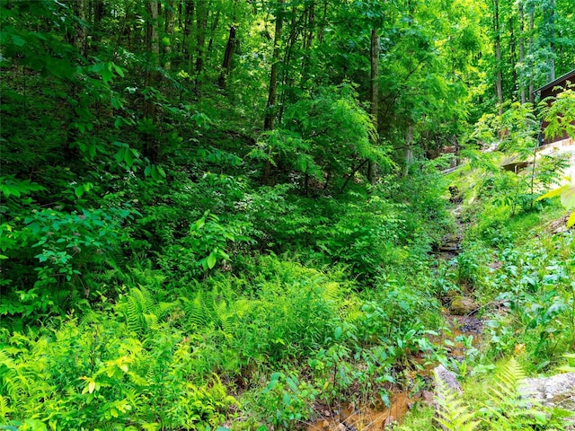 125 Cypress Ln, Saluda, NC 28773 - view of woods