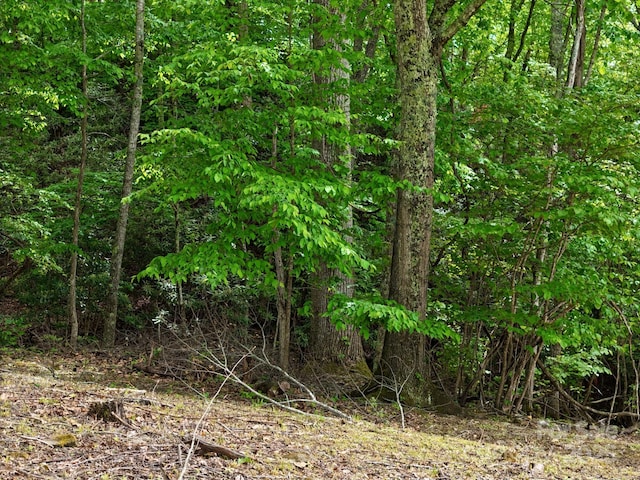 280 Split Pine Cv, Clyde, NC 28721