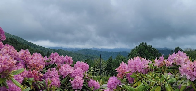 81 Scenic Wolf Dr, Mars Hill, NC 28754 - photo 45