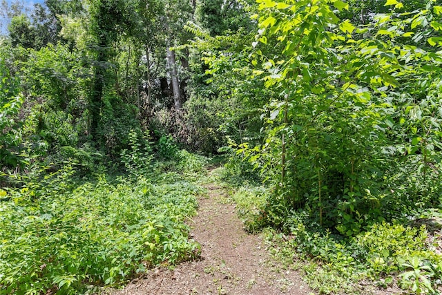 2813 Hilliard Dr, Charlotte, NC 28205 - view of local wilderness