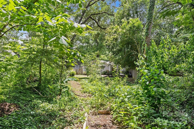 2813 Hilliard Dr, Charlotte, NC 28205 - view of local wilderness