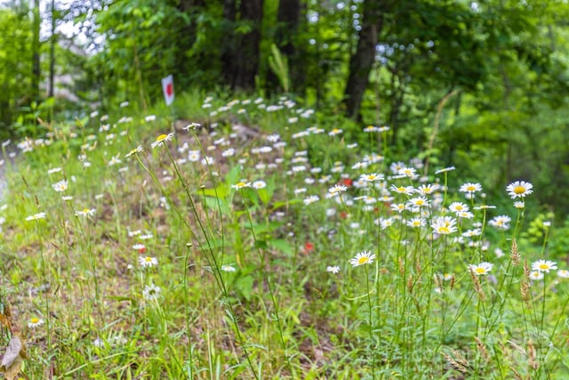 109 Tumblebug Trail Rd, Flat Rock, NC 28731 - view of nature