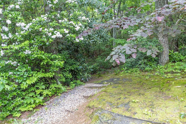 6 Grouse Ter, Fairview, NC 28730 - view of yard
