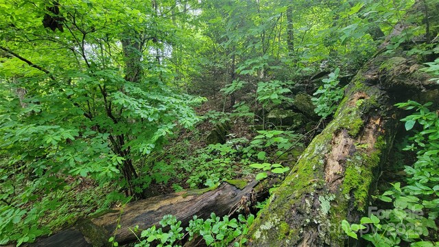 52 Castanea Mountain Dr, Asheville, NC 28803 - photo 12