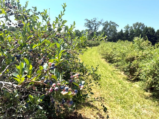 5188 Dysartsville Rd, Morganton, NC 28655 - view of undeveloped land