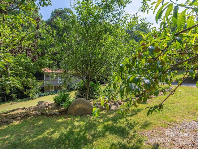 1131 Laurel Branch Rd, Waynesville, NC 28785 - view of green lawn