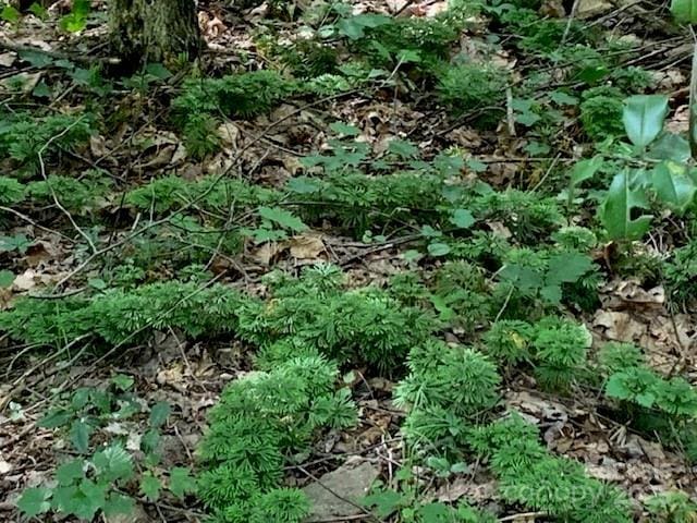 7.67AC Holbert Cove Rd Unit 7.67Ac, Saluda, NC 28773 - photo 2