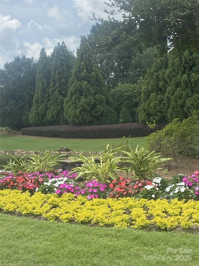 919 Lily Magnolia Ct, Fort Mill, SC 29707 - view of green lawn
