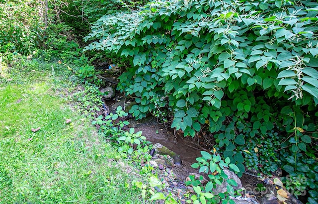 121 Sugar Cove Rd, Weaverville, NC 28787 - view of undeveloped land