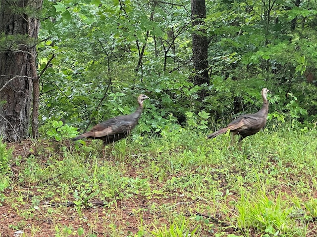 LOT14 S Cove Rd, Mill Spring, NC 28756