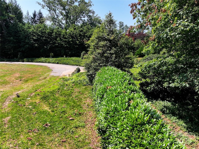 59 Stuyvesant Rd, Asheville, NC 28803 - photo 4