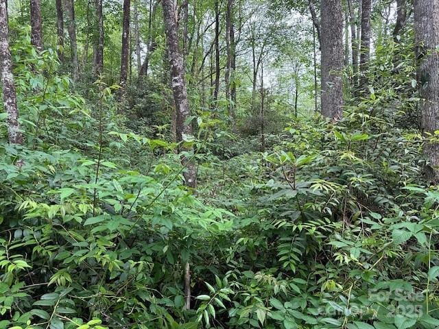 63 Apple Bee Rd, Brevard, NC 28712 - view of wooded area