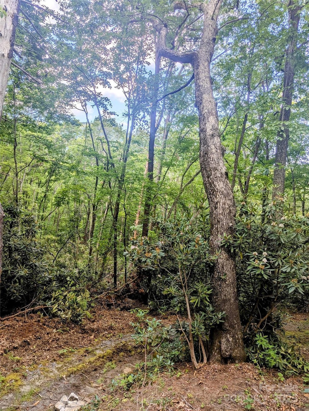 99999 Richard Ln, Black Mountain, NC 28711 - photo 3