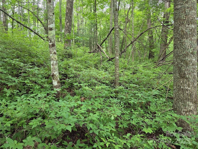 TBD Cedar Ln, Brevard, NC 28712 - photo 18