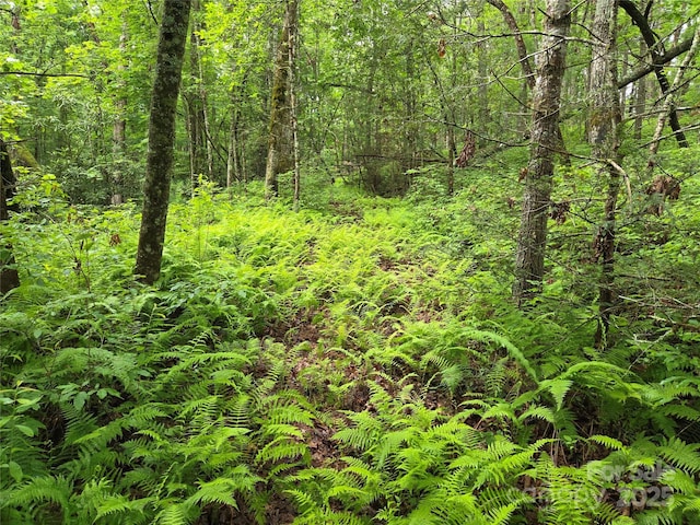 TBD Cedar Ln, Brevard, NC 28712 - photo 21